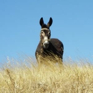 Equus asinus • Naturdata - Biodiversidade em Portugal