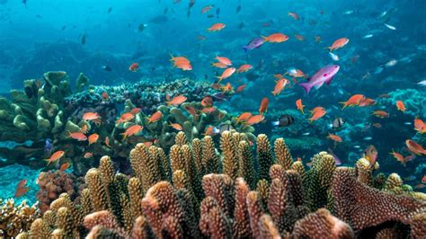 After four years of devastation by Cyclone Winston, Fiji’s coral colonies are alive again – Yum ...