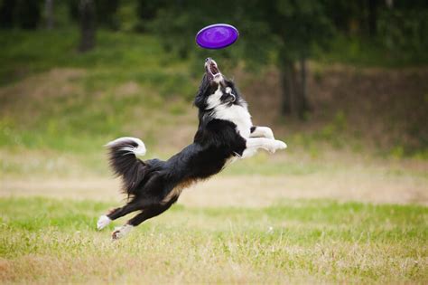 Best Dog Frisbee Picks for Your Pet - Animals Network