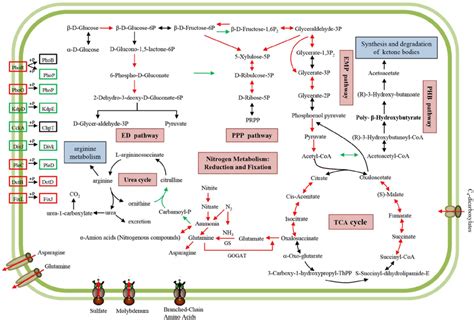 Schematic overview of important KEGG metabolic pathways in bacteroids ...