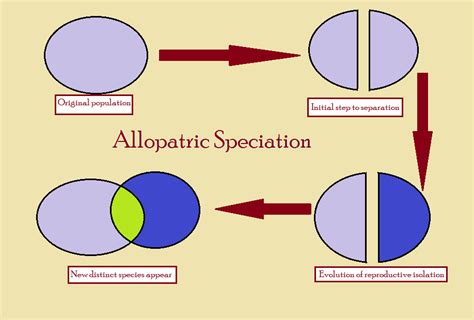 Allopatric Speciation/Geographic speciation/Vicariant speciation | everyEthing