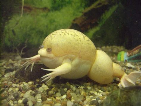 frogs eating - Google Search | African clawed frog, Animals beautiful, Albino african