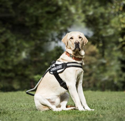 Top 5 Service Dog Breeds | New York Dog Nanny