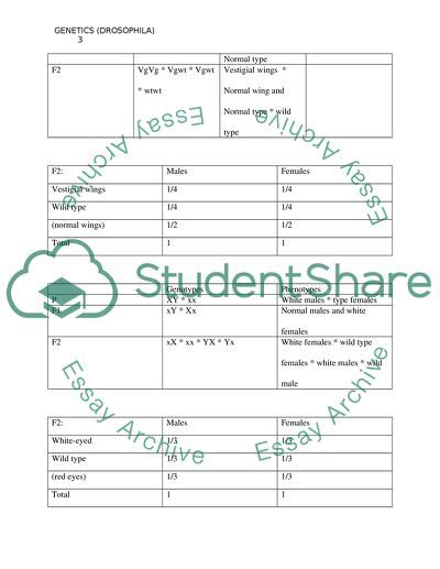 Genetics((Drosophila)) Lab Report Example | Topics and Well Written ...