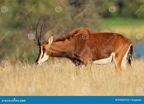 Sable antelope stock photo. Image of habitat, nature - 52628724