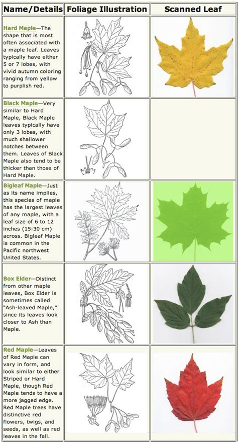 Our beautiful Maple Trees in Northwest Arkansas | Tree identification, Maple tree, Leaf ...