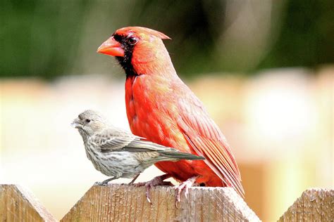 Female House Finch and Male Cardinal on the Fence Photograph by Ericamaxine Price - Pixels