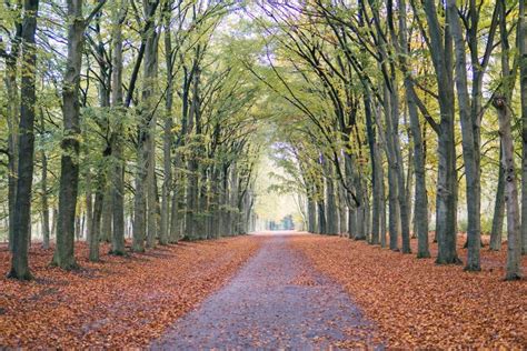 Pathway through a Forest Lined with Green Trees and Fallen Autumn Leaves Stock Image - Image of ...