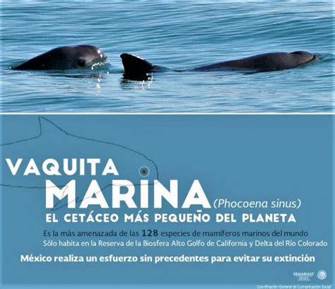 Vaquita Marina Habitat - Debbie Gwendolen