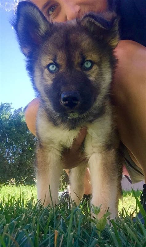 Husky wolf shepherd mix | Husky, Puppies, Animals