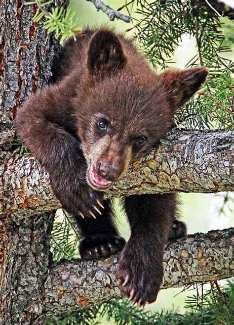 Black Bear Cub in Tree | Focusing on Wildlife