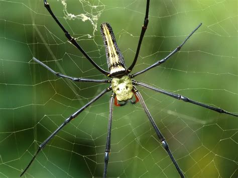 Giant Wood Spider on Tree | Smithsonian Photo Contest | Smithsonian Magazine