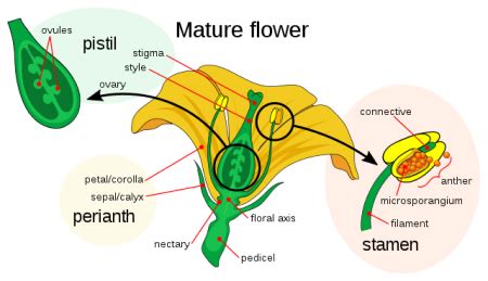 Stigma in a Flower | Definition, Function & Parts - Video & Lesson ...