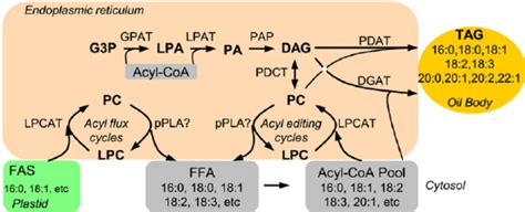 Potential function of pPLAIII d in fatty acyl flux from plastid to the... | Download Scientific ...