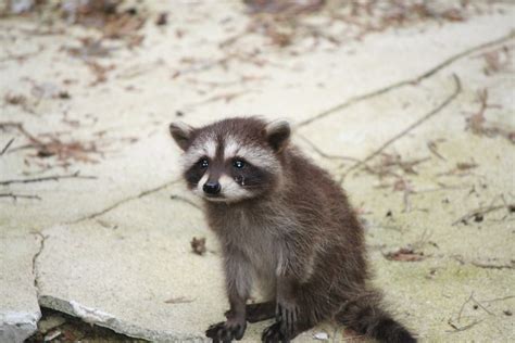 Sad Baby Raccoon | Don't cry little raccoon! :( Unfortunatel… | Flickr