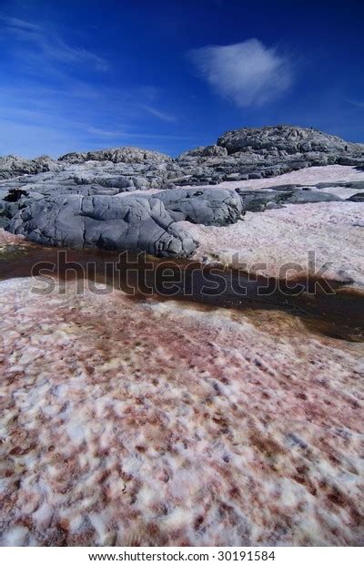 Snow Algae Antarctica Stock Photo (Edit Now) 30191584