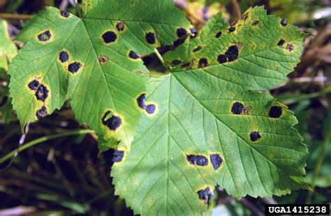 Maple Tree Diseases | LoveToKnow