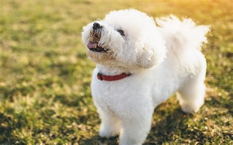 Methods to Train Bichon Frise - Strategies and Techniques for Easy ...