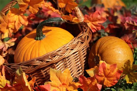 5K free download | Autum Pumpkins, fall, autumn, leaves, basket ...