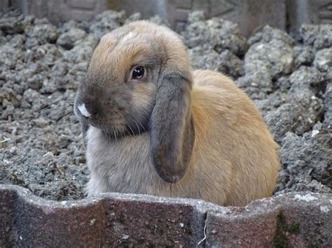 Tout savoir sur le Lapin Bélier et Nain Bélier : Alimentation, soins, prix...