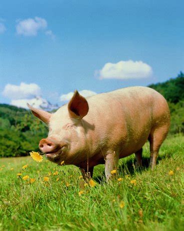 Curiosidades y fotos de animales: Cerdo