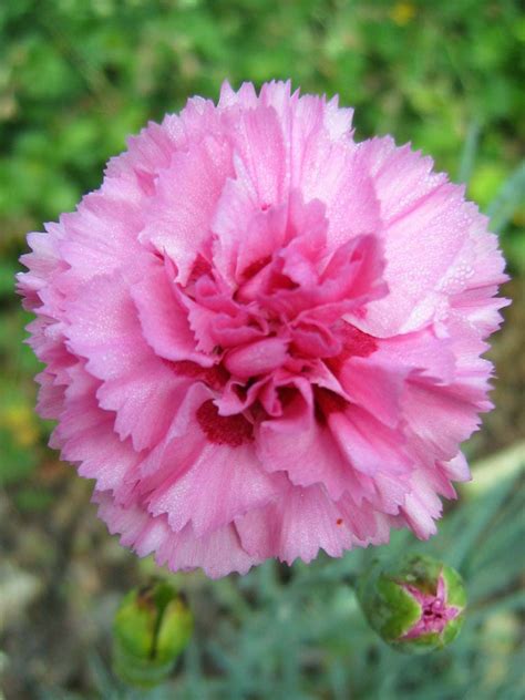 Carnation Free Stock Photo - Public Domain Pictures