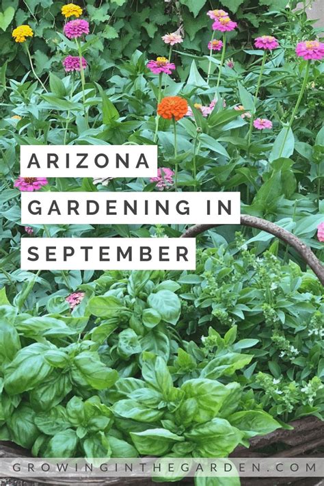 Arizona Garden in September | Growing In The Garden in 2020 | Arizona gardening, Garden layout ...