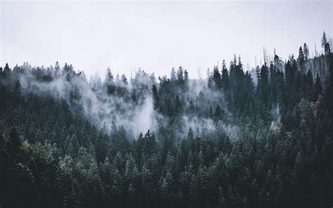 1680X1050 Forest Fog Wallpapers - Top Free 1680X1050 Forest Fog Backgrounds - WallpaperAccess