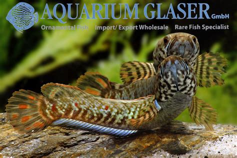 Channa bleheri - Aquarium Glaser GmbH