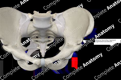 Anterior Sacroiliac Ligament | Complete Anatomy