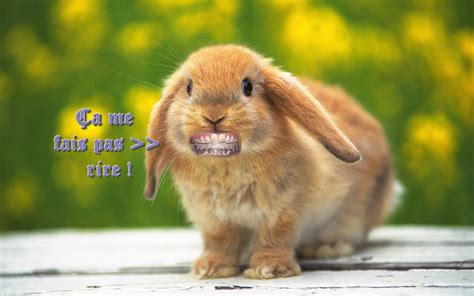 Lapin sans rire...