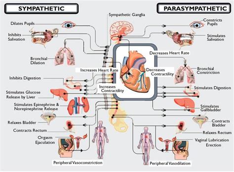 Dysautonomia International: