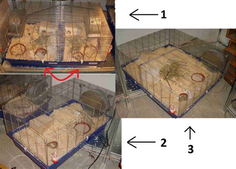 The Best Hamster Cage Size: How Big Should It Be?, 49% OFF