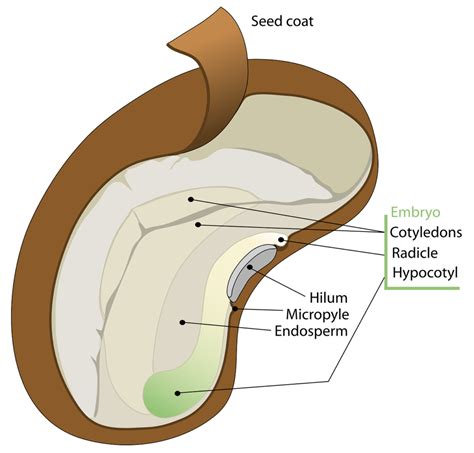 Parts Of Seed Diagram