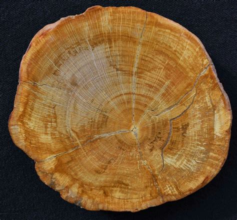 Petrified wood- American Hornbeam (Carpinus sp.)- Willamette River, Eugene, Oregon. Oligocene ...