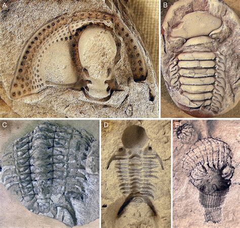 Upper Ordovician fossils from Skultorp quarry (A-D from the Ulunda... | Download Scientific Diagram