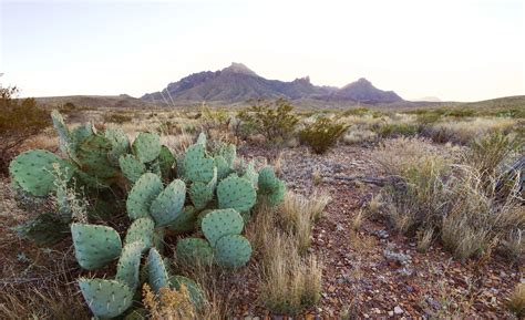 Chihuahuan Desert Cacti | Desert cactus, Cactus, Plants