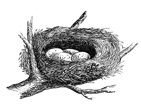 Free Vintage Images - Nest with Eggs - The Graphics Fairy