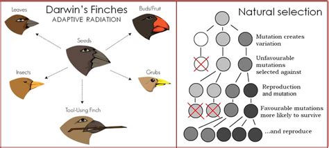 Evolution + natural selection