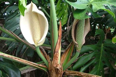 Monstera deliciosa