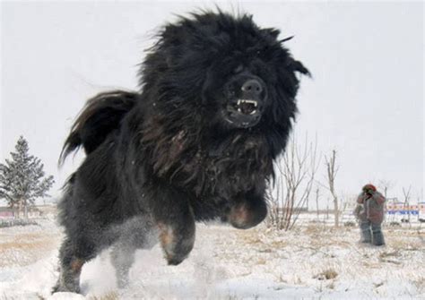 Giant Mutant Tibetan Mastiff Found in Russia, Born of Fukushima Waters « Weird News - Funny And ...