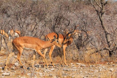 Springbok in Natural Habitat in Etosha National Park in Namibia Stock Photo - Image of long ...