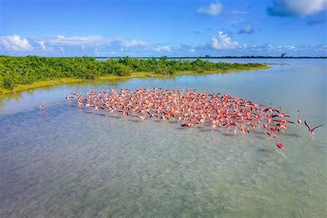 The Flamingo Population is Growing on Anegada - New Video Footage!