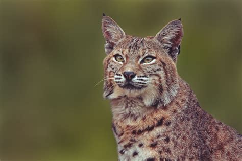 Closeup photography of brown Lynx HD wallpaper | Wallpaper Flare