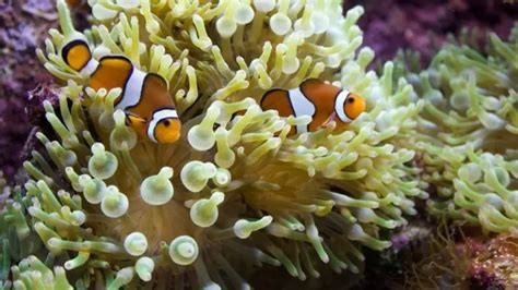 Best Clownfish Tank Mates for 10, 20, and 30 Gallon Tank - AquaticStories