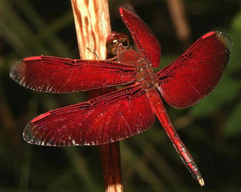 deep-red-coloured-Dragonfly