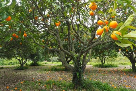 How Tall Do Orange Trees Grow? - My Heart Lives Here