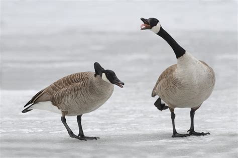 5 Lessons from Geese for the Silly Goose | SOH