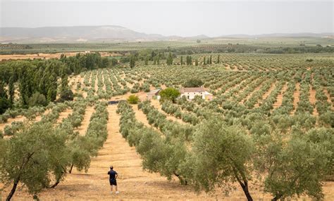 World’s olive oil supply threatened by worst drought ‘in living memory’