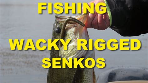 5 Tips For Fishing A Wacky Rig Senko | Bass Fishing - Fish Web